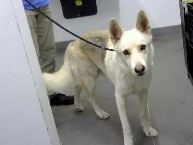 An adult large-sized male Husky dog named Zeus for adoption in Mesa, AZ
