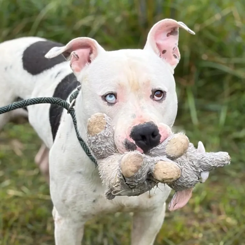 A young medium-sized male White / Cream Pit Bull Terrier dog named Blade for adoption in Hazard, KY