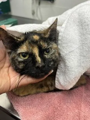 A young small-sized female Domestic Short Hair cat named Jewel for adoption in Seattle, WA