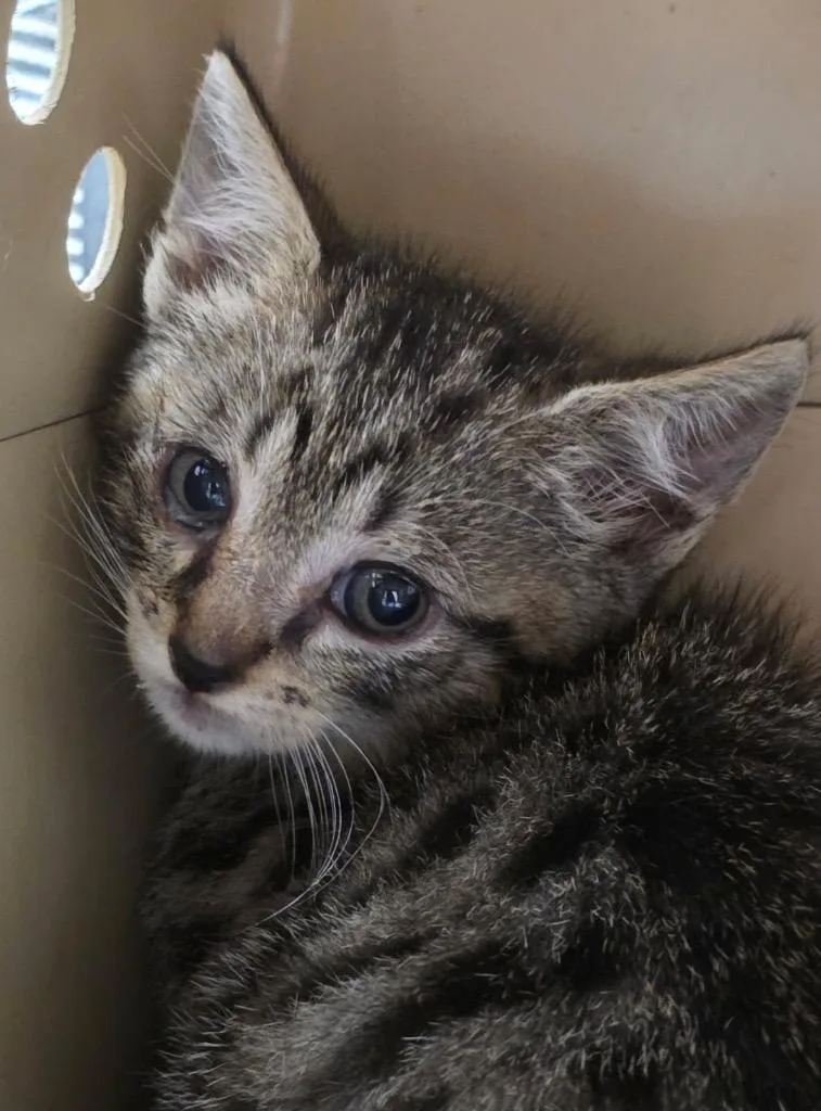 A baby small-sized male Domestic Short Hair cat named Spencer for adoption in Ewing, NJ