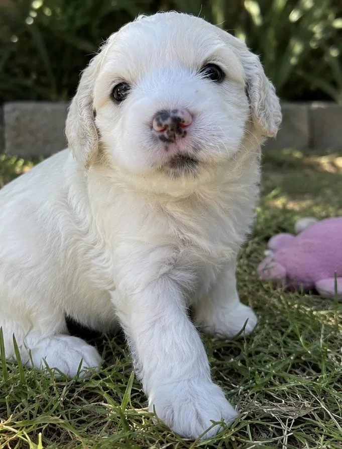A baby small-sized female White / Cream Miniature Poodle dog named Dottie and Winnie for adoption in Cerritos, CA
