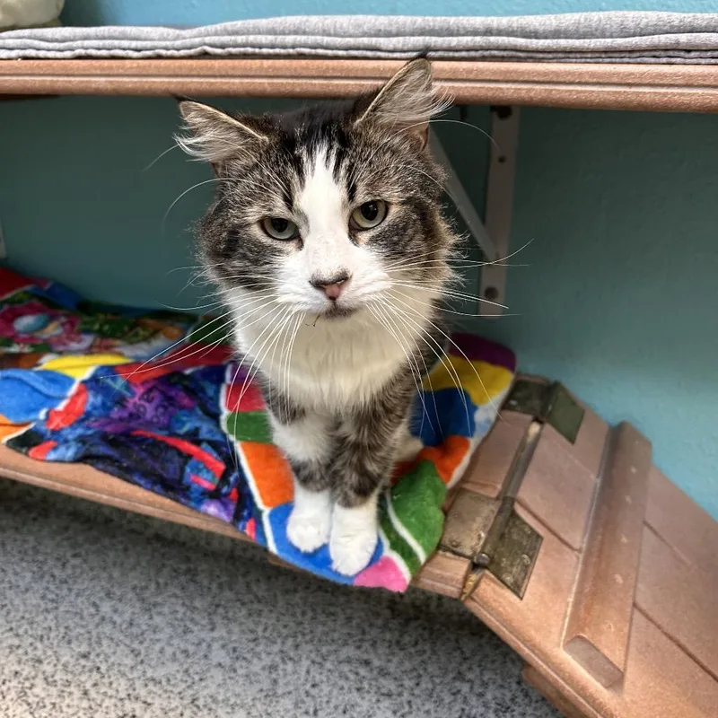 An adult medium-sized male Brown / Chocolate Domestic Medium Hair cat named Mr. Brightside for adoption in Fresno, CA