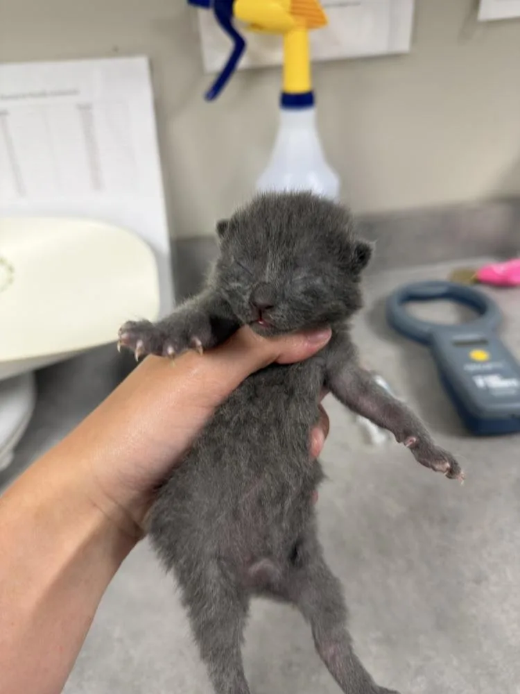 A baby small-sized female Gray / Blue / Silver Domestic Short Hair cat named Cera for adoption in Bemidji, MN