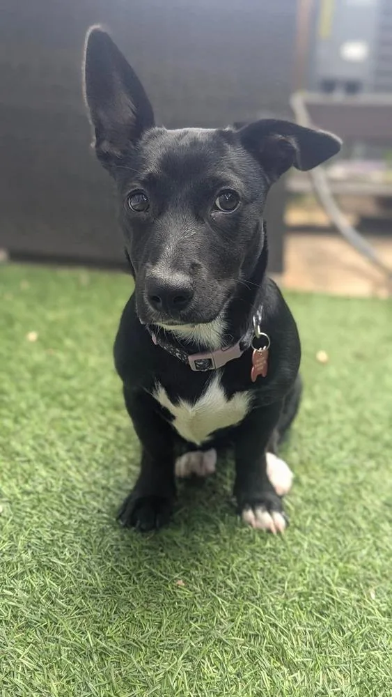 Remi