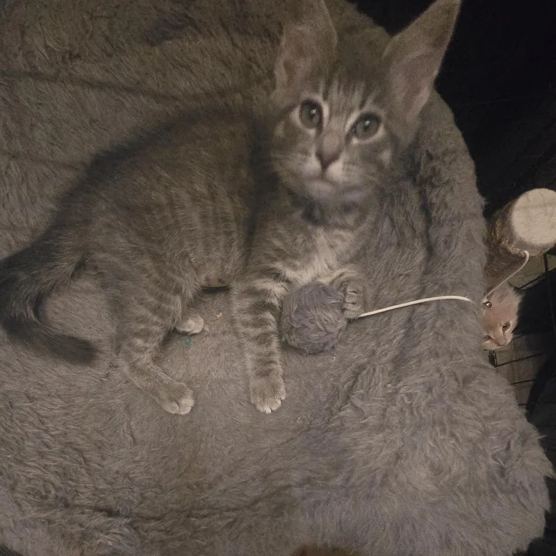 A baby small-sized female Gray / Blue / Silver Domestic Short Hair cat named Cookie for adoption in Staten Island, NY