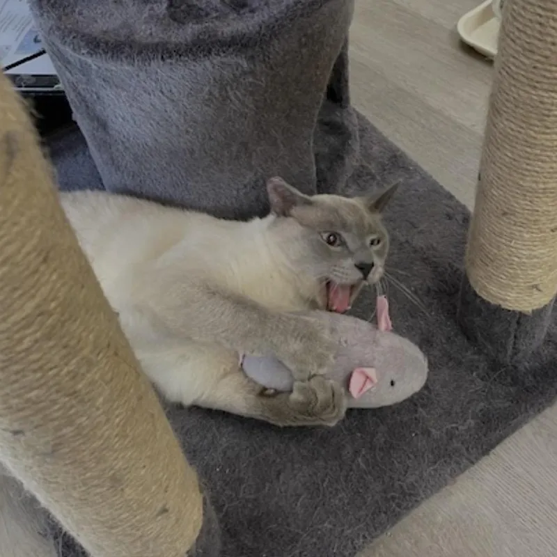 A young medium-sized male Blue Point Domestic Short Hair cat named Olaf for adoption in Renton , WA