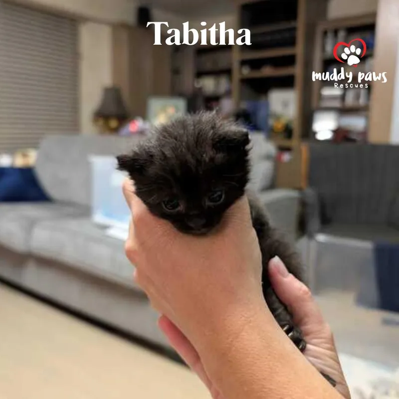 JulyOWeen Litter:  Tabitha