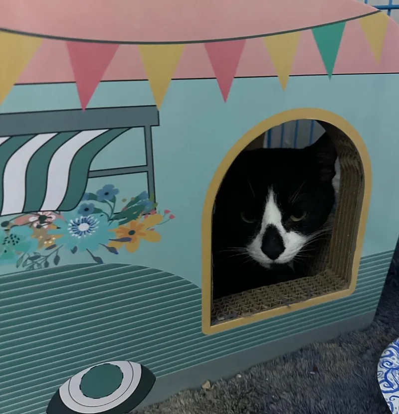 A young large-sized male Domestic Short Hair cat named Noel for adoption in Ewing, NJ
