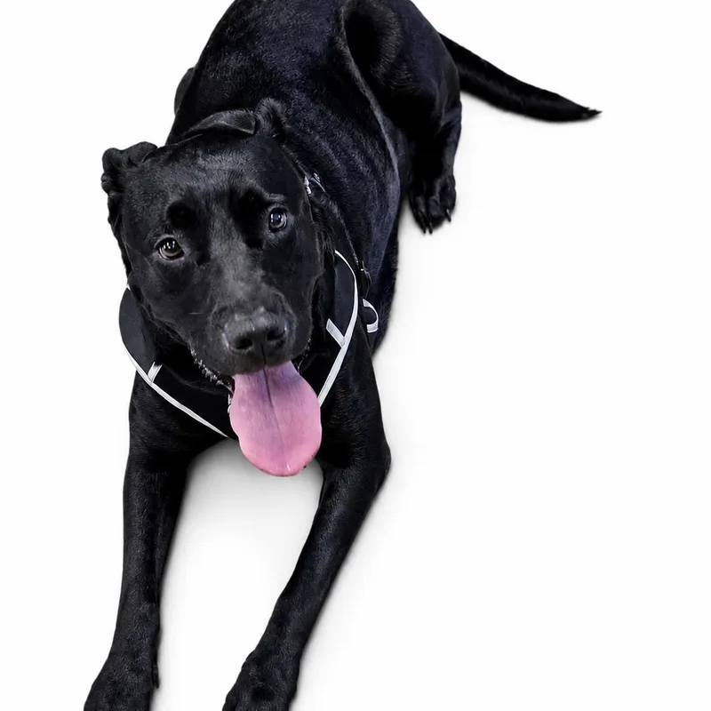 An adult large-sized female American Staffordshire Terrier dog named Peppa for adoption in Itasca, IL