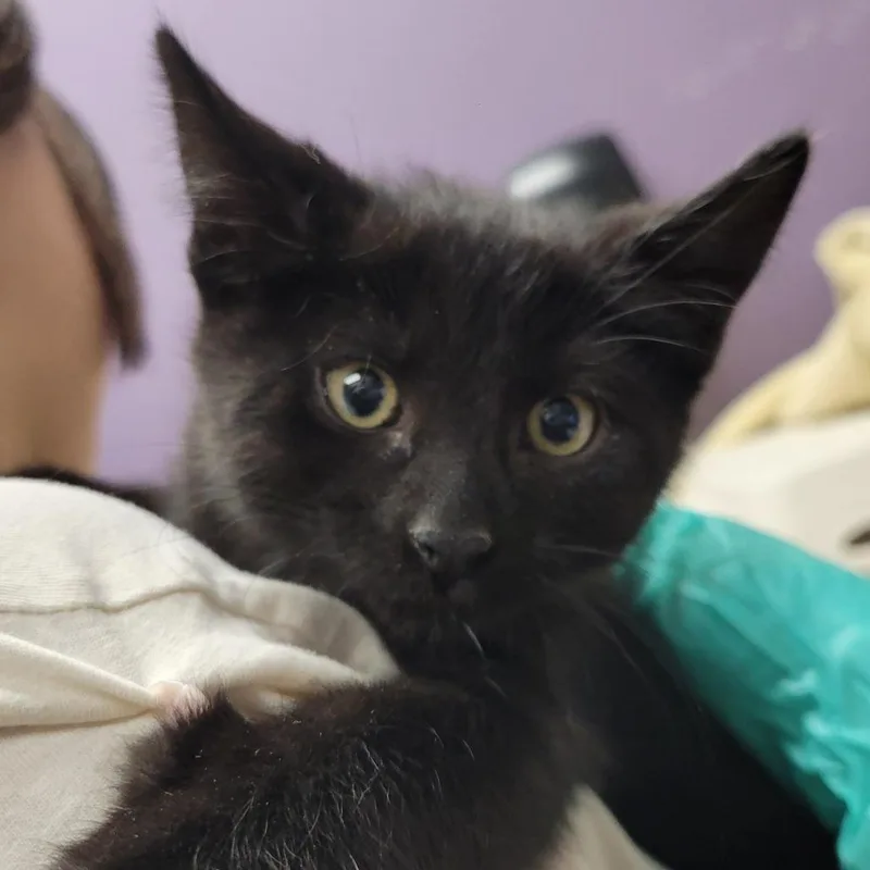 A baby small-sized male Black Domestic Short Hair cat named Truffle for adoption in Albuquerque, NM