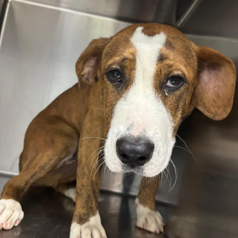 A young medium-sized male Mixed Breed dog named Lil Steggy for adoption in Corbin, KY