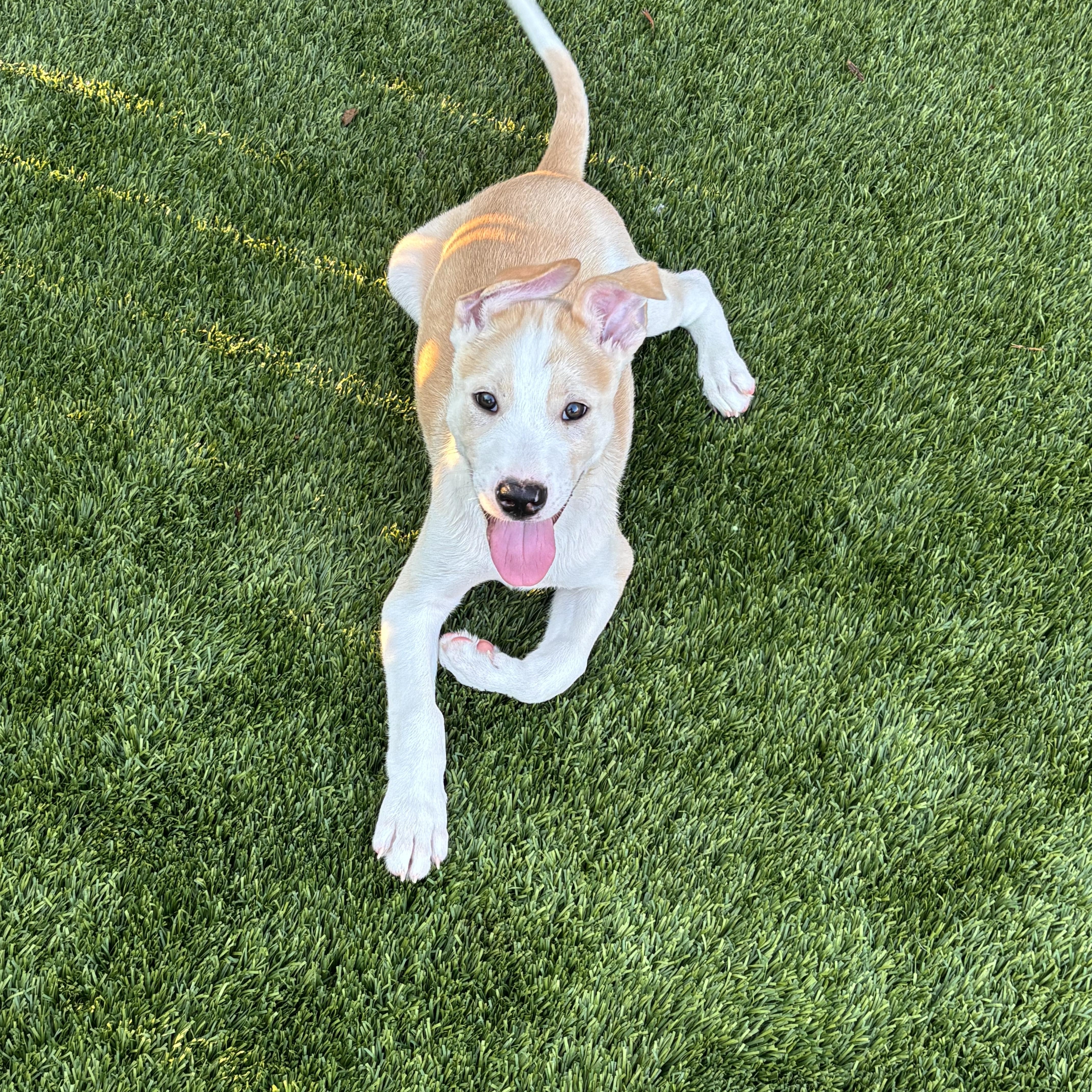 A baby medium-sized male Labrador Retriever dog named Timmy for adoption in San Antonio, TX