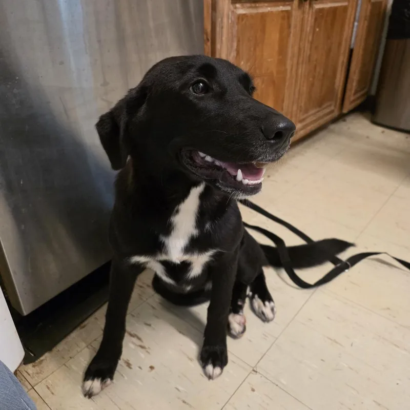 A young medium-sized female Black Labrador Retriever dog named Puddles for adoption in Denison, TX