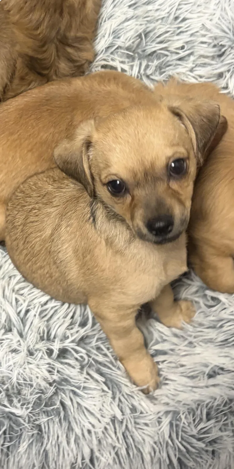 A baby small-sized male Dachshund dog named Prospector for adoption in Gilbert, AZ