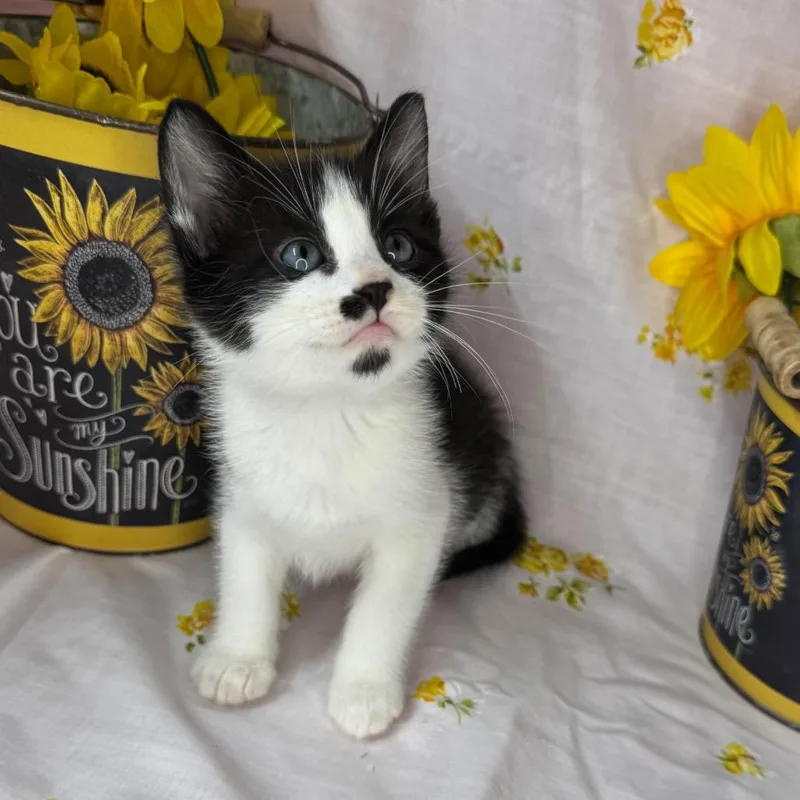 A baby small-sized male Black & White / Tuxedo Domestic Short Hair cat named Elio for adoption in Mount Vernon, IL