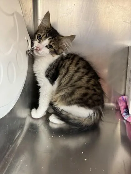 A young small-sized male Domestic Short Hair cat named Pomelo for adoption in Roseville, CA