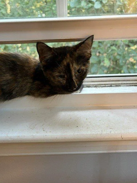 A baby small-sized female Tortoiseshell Domestic Short Hair cat named Jolene for adoption in Raleigh, NC