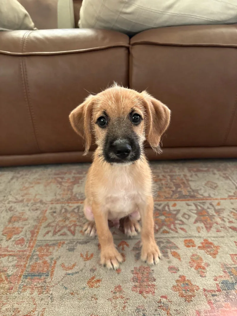 A baby small-sized male Maltipoo dog named Ranger for adoption in San Diego, CA