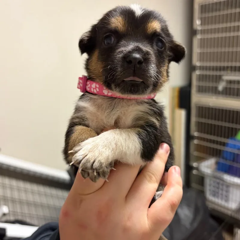 A baby small-sized female Australian Cattle Dog / Blue Heeler dog named Delilah for adoption in Parker, CO