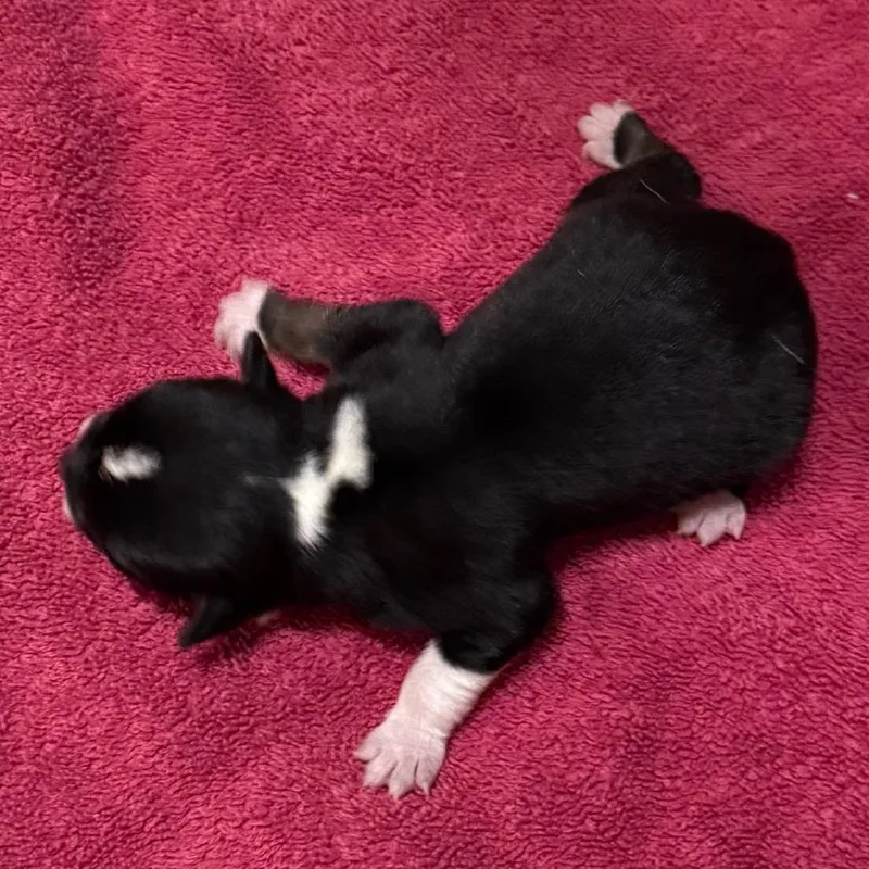 Delilah thumbnail 2