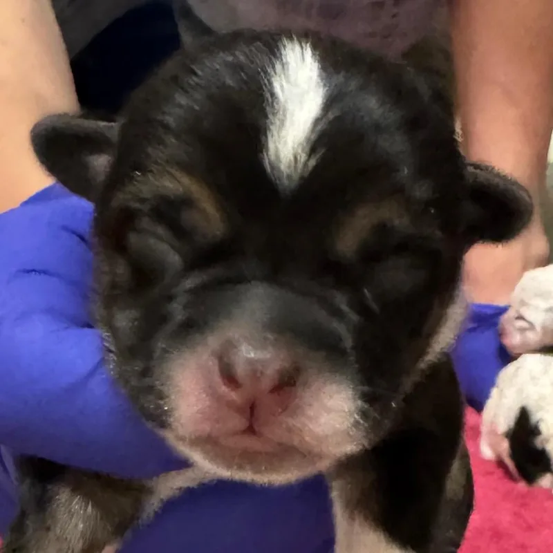 Delilah thumbnail 3