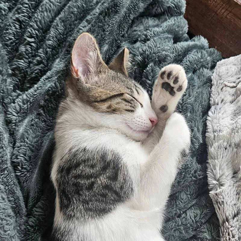 A baby small-sized male White Domestic Short Hair cat named Archimedes ParkEstes for adoption in Eagle Mountain, UT