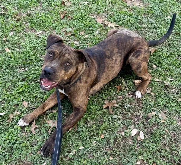 Figgy Puddin' thumbnail 2