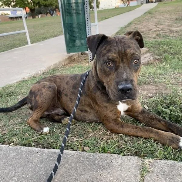 Figgy Puddin' thumbnail 3