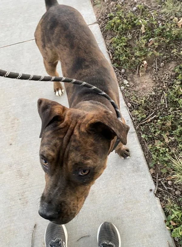 Figgy Puddin' thumbnail 4