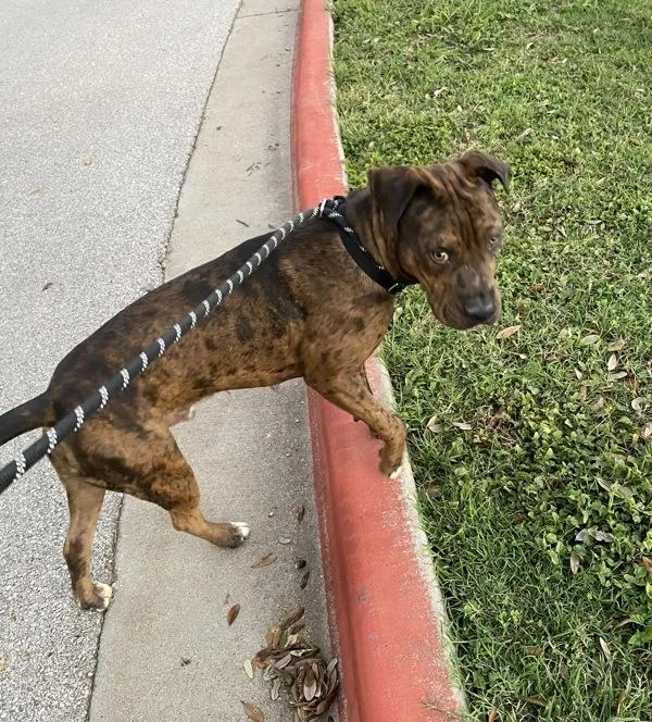 Figgy Puddin' thumbnail 5