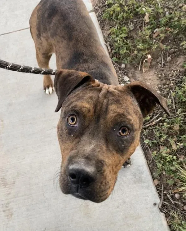 Figgy Puddin' thumbnail 6