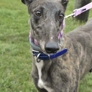 An adult large-sized female Greyhound dog named Voodoo Clam for adoption in grandville, MI