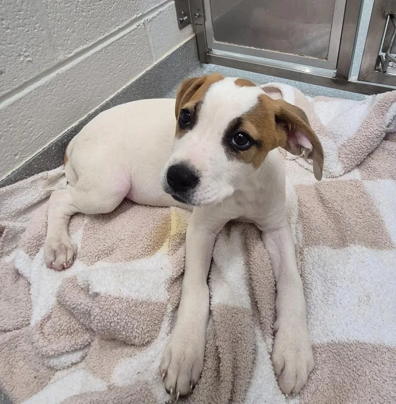 A baby medium-sized female Labrador Retriever dog named Patsy “pawline Cline” Furrow for adoption in East Ridge, TN