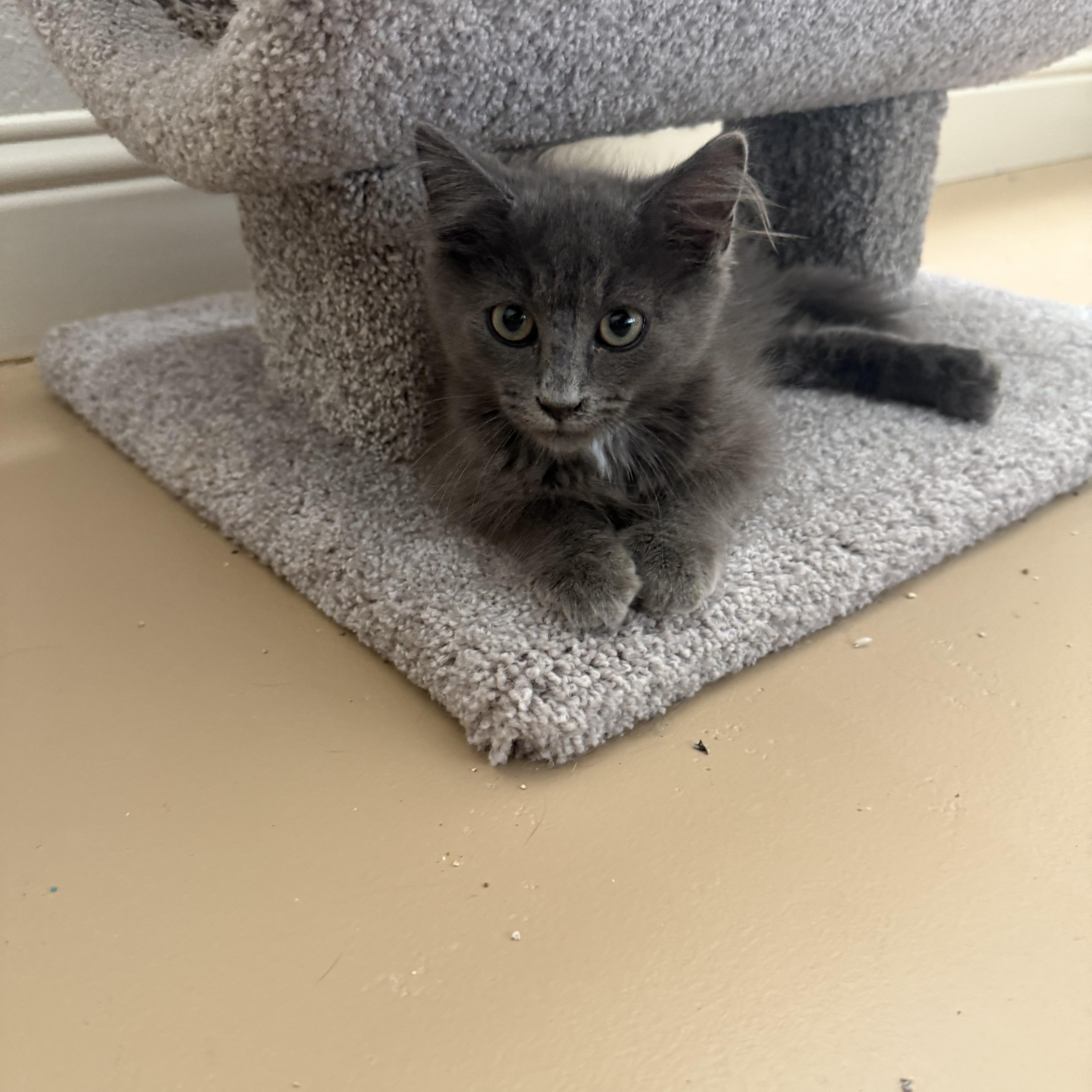 A baby medium-sized female Gray / Blue / Silver Russian Blue cat named Zotyka ORT for adoption in Missouri City, TX