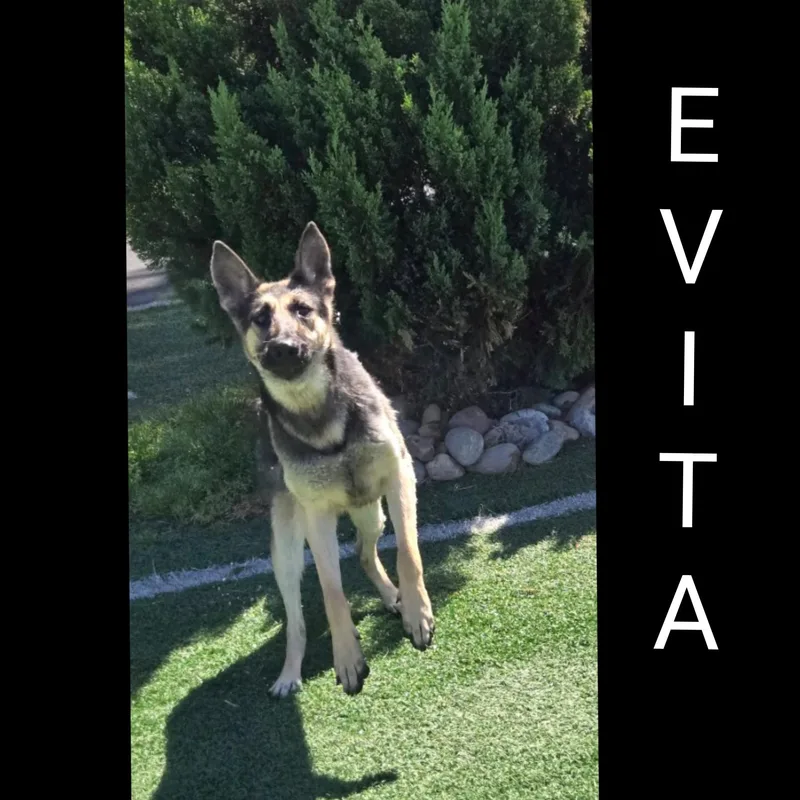 An adult medium-sized female Black German Shepherd Dog dog named Evita for adoption in Fredericksburg, VA