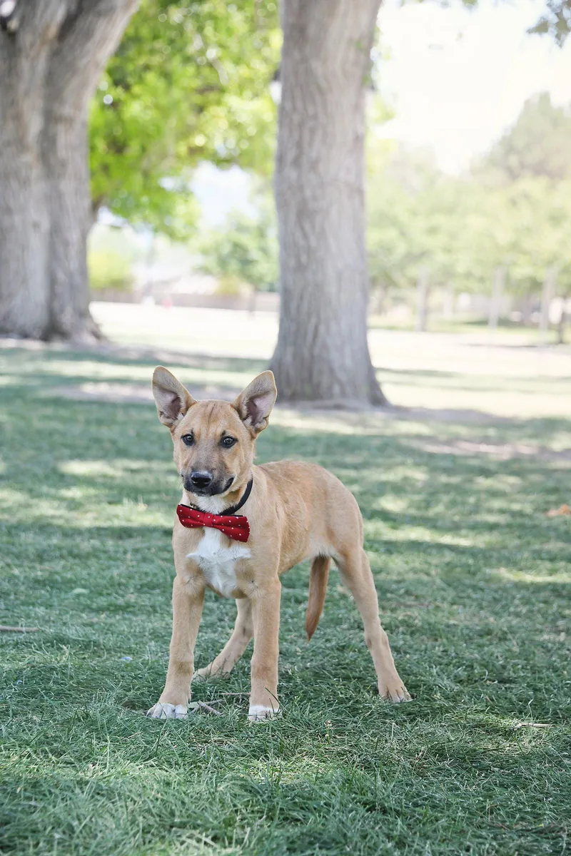 A baby large-sized male Cattle Dog dog named Asher Cole for adoption in Salt Lake City, UT