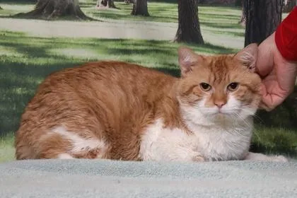 An adult medium-sized male Domestic Short Hair cat named Max for adoption in West Chester, PA