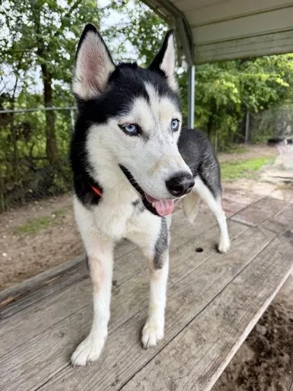 An adult medium-sized female Gray / Blue / Silver Siberian Husky dog named Lelo for adoption in Inverness, FL