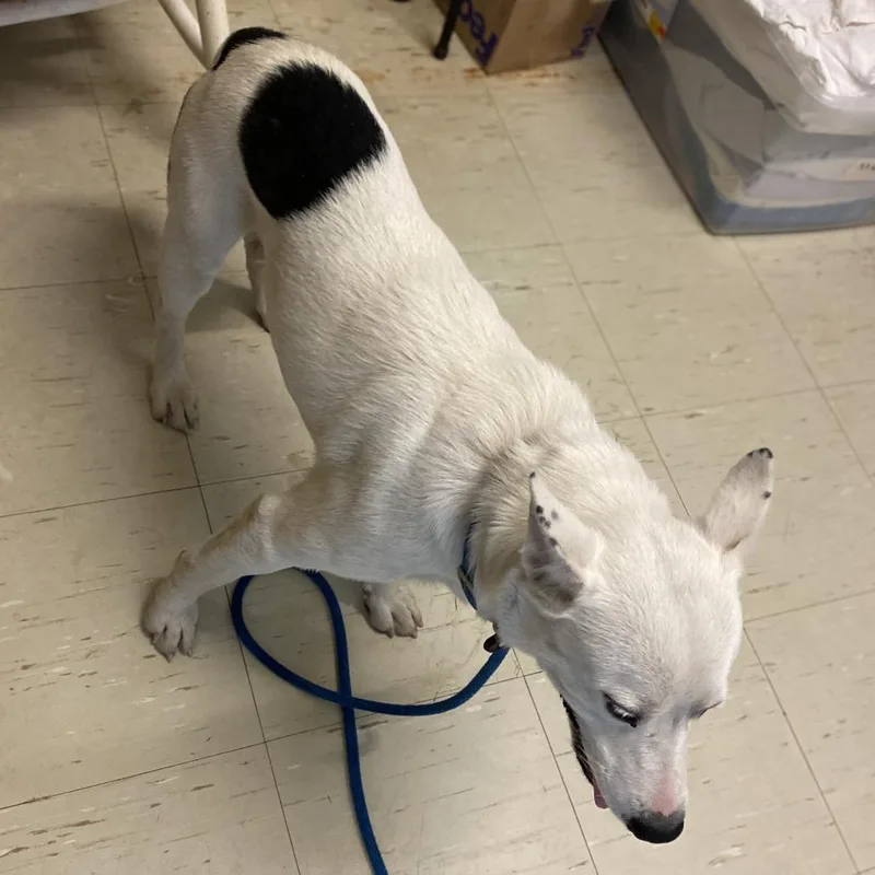An adult medium-sized male White / Cream Mixed Breed dog named Echo for adoption in Denison, TX