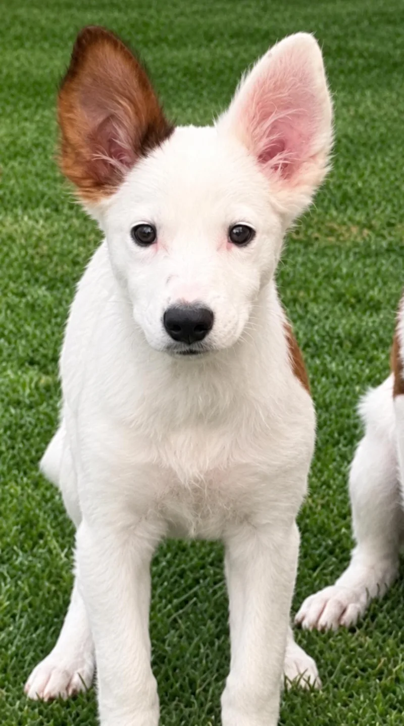 A young medium-sized male Border Collie dog named York for adoption in Longmont, CO