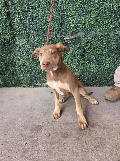 A baby medium-sized female Brown / Chocolate Shar-Pei dog named 60990507 for adoption in El Paso, TX