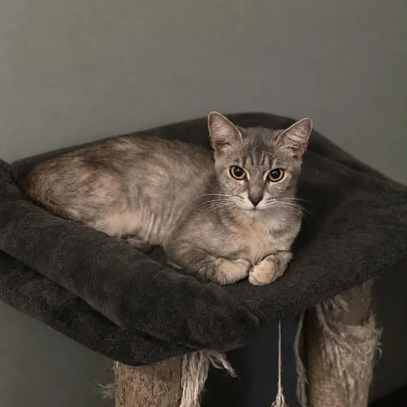 A young medium-sized female Tortoiseshell Domestic Short Hair cat named Autumn for adoption in La Grange, KY