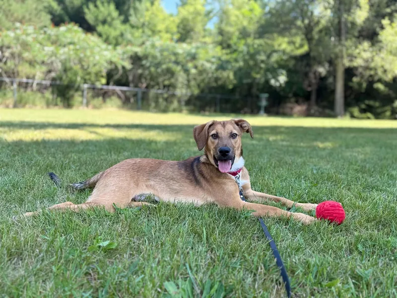 A baby medium-sized male Yellow / Tan / Blond / Fawn Mixed Breed dog named Beep for adoption in Grand Rapids, MI