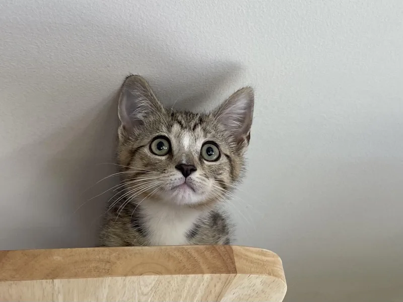 A baby medium-sized male Tabby (Brown / Chocolate) Domestic Short Hair cat named Bashful for adoption in Lemoyne, PA