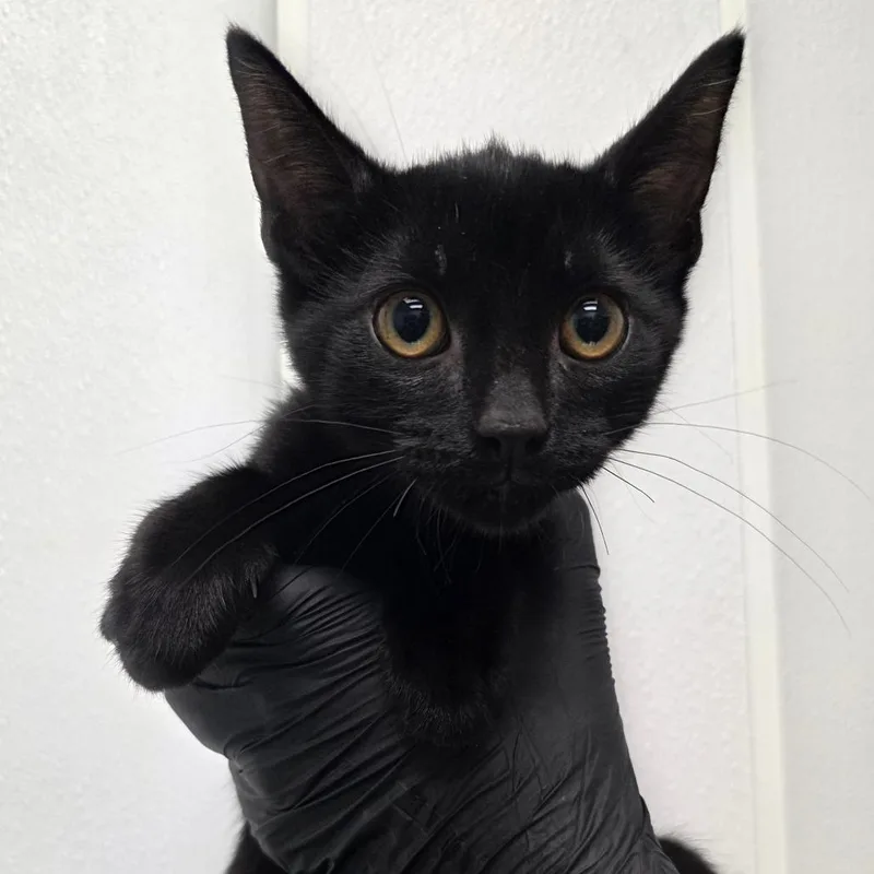 A baby small-sized male Black Domestic Short Hair cat named Moe for adoption in Abilene, TX