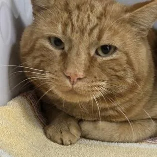 An adult medium-sized male Domestic Short Hair cat named Buster for adoption in Worcester, MA