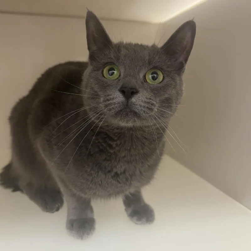 An adult medium-sized female Gray / Blue / Silver Domestic Short Hair cat named Stiva for adoption in Rocky Mount, VA