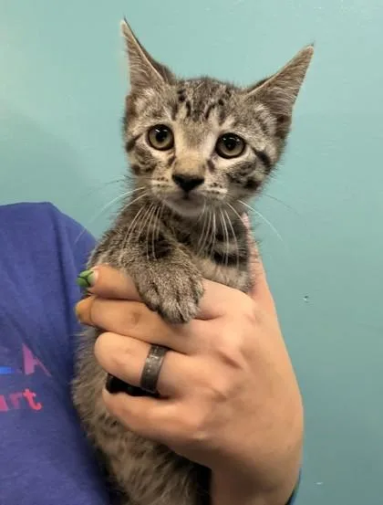 A baby small-sized male Domestic Short Hair cat named Mojo Jojo for adoption in New Orleans, LA