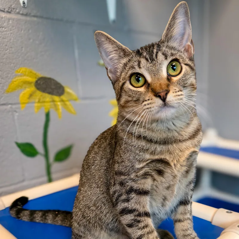 A young medium-sized female Domestic Short Hair cat named Gg for adoption in Gainesville, TX