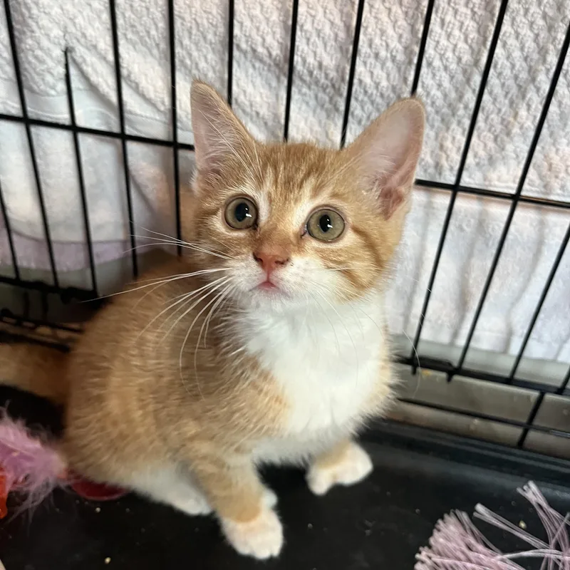 A baby small-sized female Tabby (Orange / Red) Domestic Short Hair cat named Polyester for adoption in Salisbury, MA